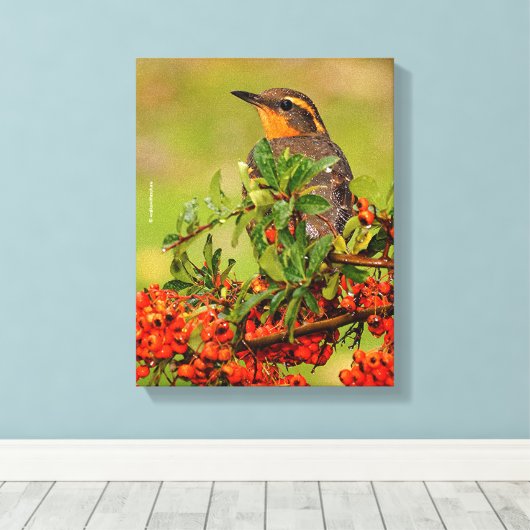 Lady Varied Thrush op de Pyracantha-Struik Canvas Afdruk (Insitu (Houten vloer))
