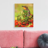 Lady Varied Thrush op de Pyracantha-Struik Canvas Afdruk (Insitu (Woonkamer))