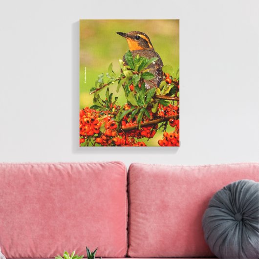 Lady Varied Thrush op de Pyracantha-Struik Canvas Afdruk (Insitu (Woonkamer))