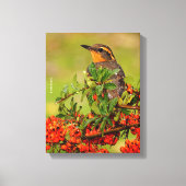 Lady Varied Thrush op de Pyracantha-Struik Canvas Afdruk (Voorkant)