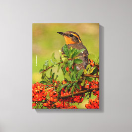 Lady Varied Thrush op de Pyracantha-Struik Canvas Afdruk