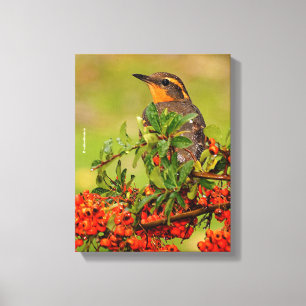 Lady Varied Thrush op de Pyracantha-Struik Canvas Afdruk