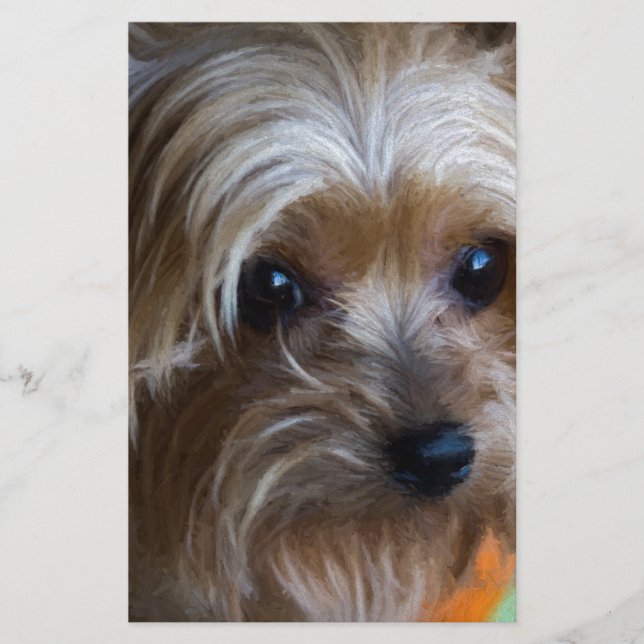 Lady Yorkshire Terrier (Voorkant)