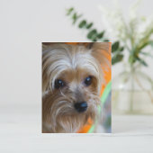 Lady Yorkshire Terrier Puppy Briefkaart (Staand voorkant)