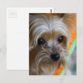 Lady Yorkshire Terrier Puppy Briefkaart (Voorkant / Achterkant)