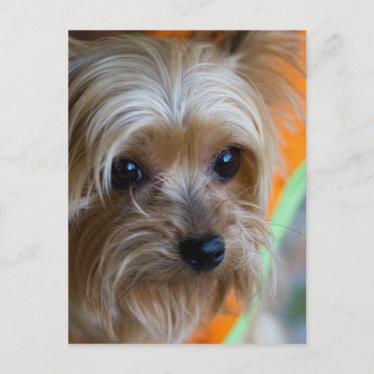 Lady Yorkshire Terrier Puppy Briefkaart (Voorkant)