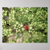 Ladybird [Art Print] Poster (Voorkant)