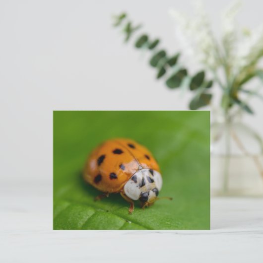 Ladybird Briefkaart (Staand voorkant)