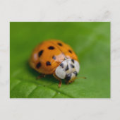 Ladybird Briefkaart (Voorkant)