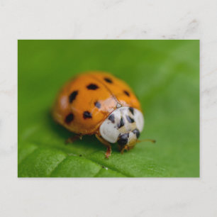 Ladybird Briefkaart