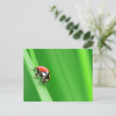 Ladybird Briefkaart (Staand voorkant)