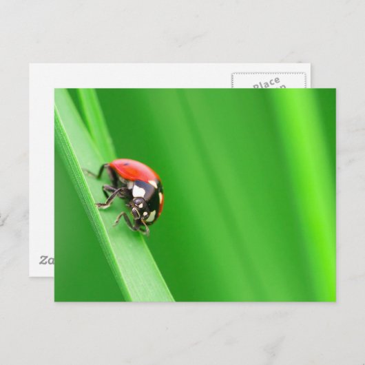 Ladybird Briefkaart (Voorkant / Achterkant)