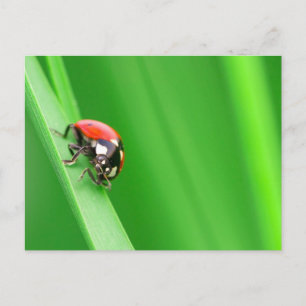 Ladybird Briefkaart