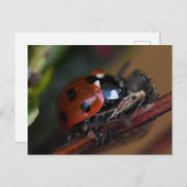 Ladybird Briefkaart (Voorkant / Achterkant)