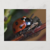 Ladybird Briefkaart (Voorkant)