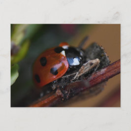 Ladybird Briefkaart