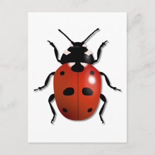 Ladybird Briefkaart