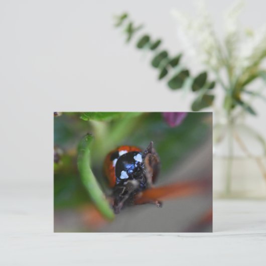 Ladybird Briefkaart (Staand voorkant)