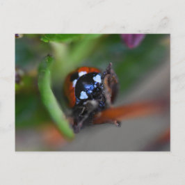 Ladybird Briefkaart