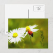 Ladybird briefkaart (Voorkant / Achterkant)