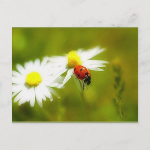 Ladybird briefkaart