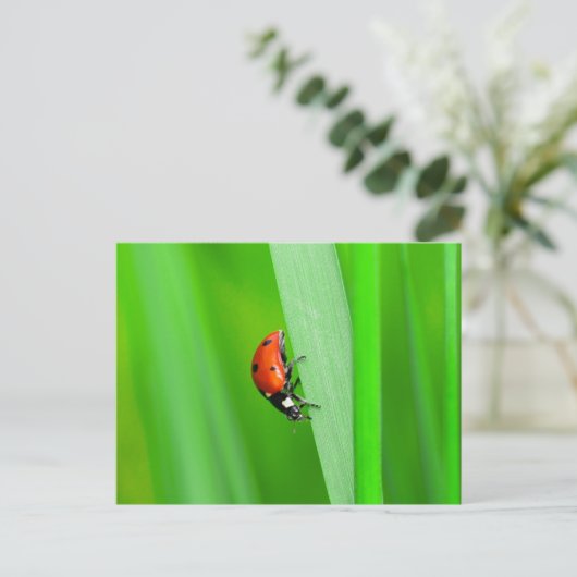 Ladybird Briefkaart (Staand voorkant)