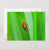 Ladybird Briefkaart (Voorkant / Achterkant)