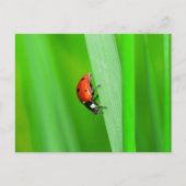 Ladybird Briefkaart (Voorkant)