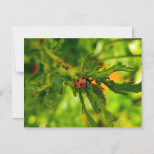 Ladybird Briefkaart