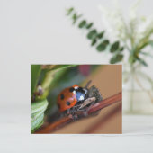 Ladybird Briefkaart (Staand voorkant)