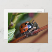 Ladybird Briefkaart (Voorkant / Achterkant)