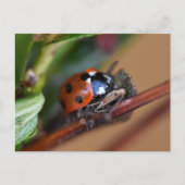 Ladybird Briefkaart (Voorkant)
