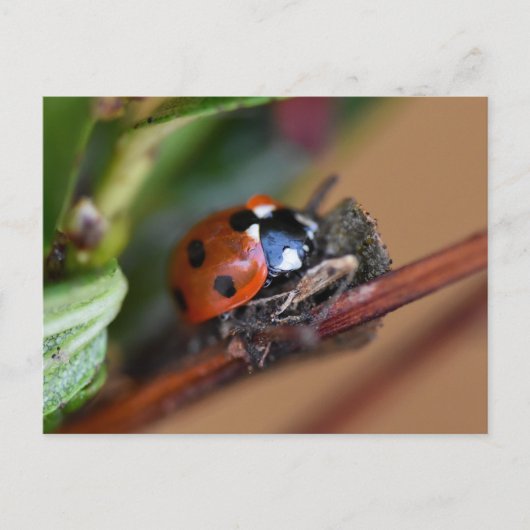 Ladybird Briefkaart (Voorkant)