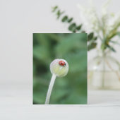 Ladybird Briefkaart (Staand voorkant)