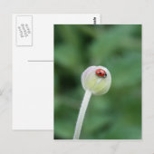 Ladybird Briefkaart (Voorkant / Achterkant)