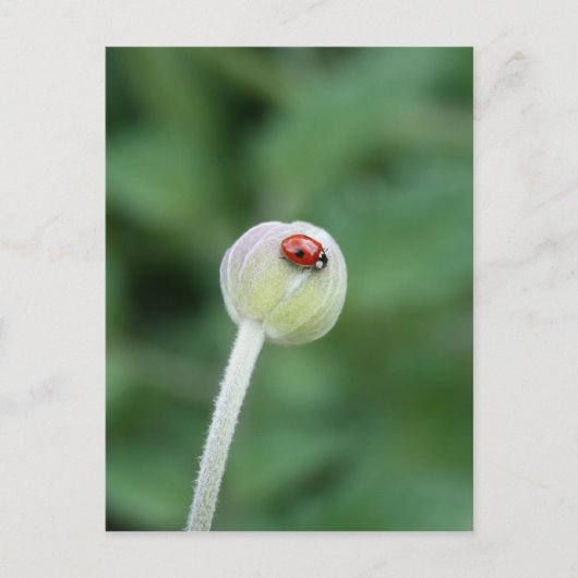 Ladybird Briefkaart (Voorkant)