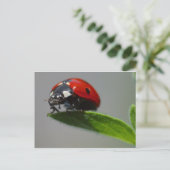 Ladybird Briefkaart (Staand voorkant)