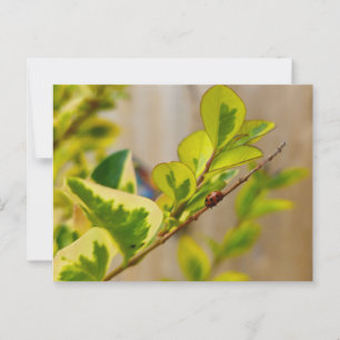 Ladybird Briefkaart