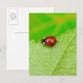 Ladybird die over het blad loopt briefkaart (Voorkant / Achterkant)