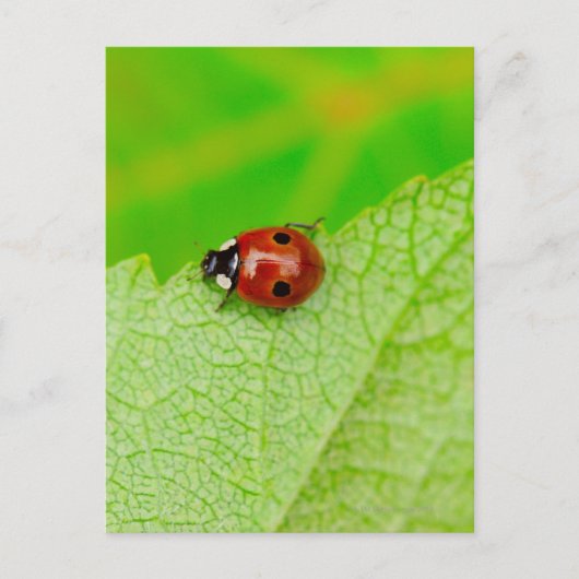 Ladybird die over het blad loopt briefkaart (Voorkant)