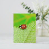 Ladybird die over het blad loopt briefkaart (Staand voorkant)
