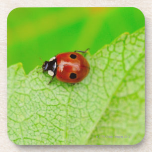 Ladybird die over het blad loopt drankjes onderzetter