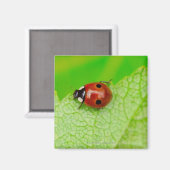 Ladybird die over het blad loopt magneet (Voorkant / Achterkant)