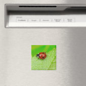 Ladybird die over het blad loopt magneet (Insitu (Vaatwasser))