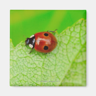 Ladybird die over het blad loopt magneet