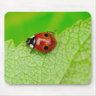 Ladybird die over het blad loopt muismat