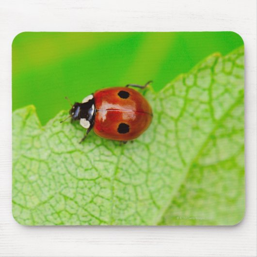 Ladybird die over het blad loopt muismat (Voorkant)