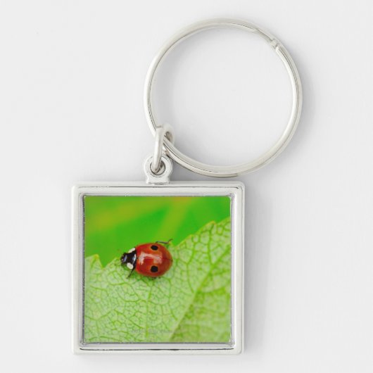 Ladybird die over het blad loopt sleutelhanger (Voorkant)