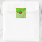 Ladybird die over het blad loopt vierkante sticker (Tas)