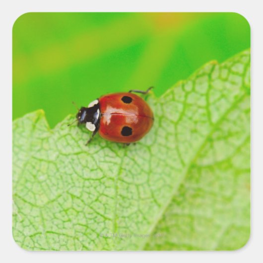 Ladybird die over het blad loopt vierkante sticker (Voorkant)